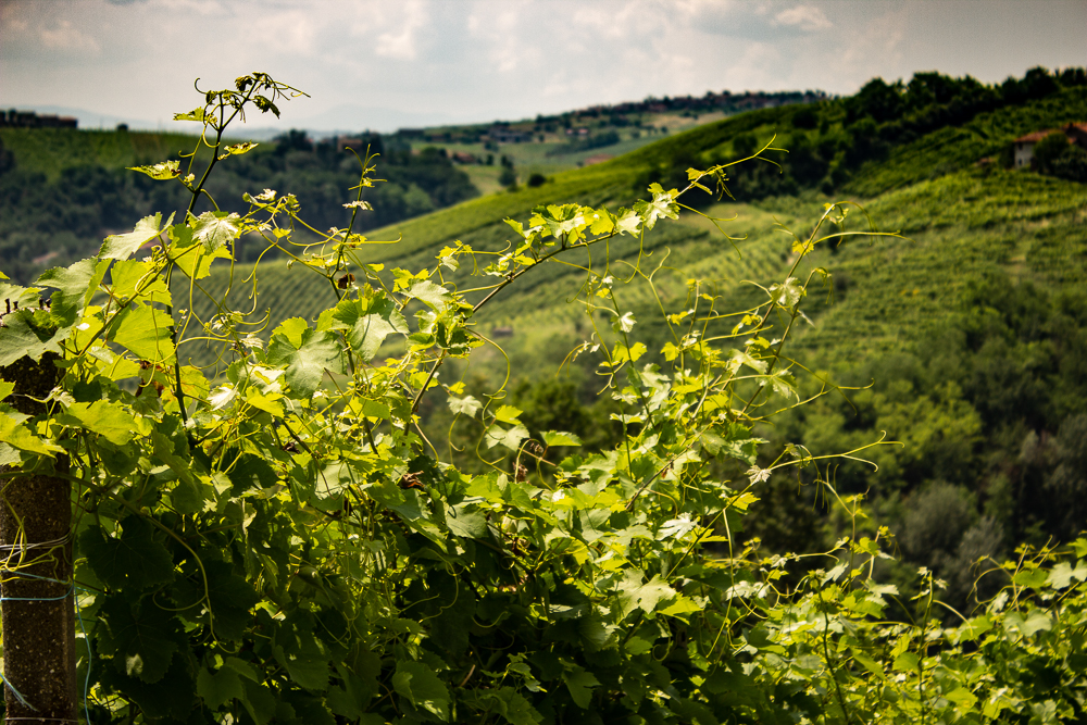 ButtafuocoStorico_Giugno2018_233